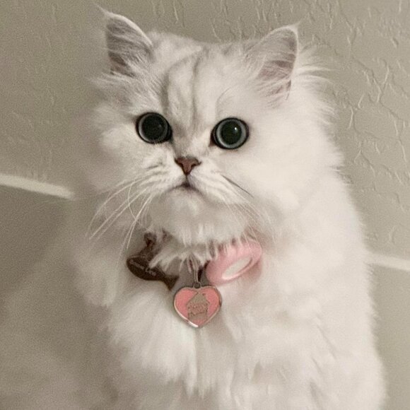 Meet your Posher, Andrew - Picture 1 of 1